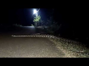 Longest Indian rock python snake crossing road near karwar (Karnataka)