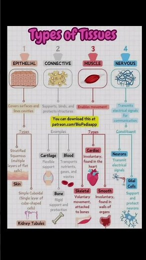 "Types of Tissues | Biology Class 9 & 10 | Easy Diagram Explanation"