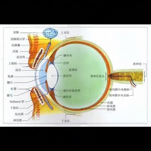 人眼睛结构你知多少? 人眼是一个复杂而精密的感觉器官，它允许我们感知和理解外部世界。以下是人眼的主要结构和功能的重点： 1. 角膜 (Cornea）：角膜是眼睛外部可见的透明膜，它是光线进入眼睛的第一个折射点，起到聚焦光线的作用。 2. 晶状体 (Lens）：晶状体位于眼球内部，它是一个透明的凸透镜，可以通过改变其形状来调节光线的折射，帮助眼睛对不同距离的物体进行对焦。 3. 虹膜 (Iris)：虹膜是眼睛的有色部分，它通过扩大或收缩瞳孔的大小来控制进入眼睛的光线量。 4. 瞳孔 (Pupil)：瞳孔是虹膜中的圆孔，通过它光线进入眼球。在弱光下，瞳孔会扩大以允许更多光线进入，而在强光下则会收缩。 5. 视网膜 (Retina)：视网膜是眼球内部的光敏组织，它包含了视杆细胞和视锥细胞，负责感知光线和转换成神经信号，以便传输到大脑。 6. 玻璃体 (Vitreous Humor)：玻璃体是填充眼球内部的透明胶状物质，它帮助维持眼球的形状并支持视网膜。 7. 脉络膜 (Choroid)：脉络膜是位于视网膜下方的血管丰富的组织，它提供营养和氧气给视网膜，并控制瞳孔的大小。 8. 视神经 (Op