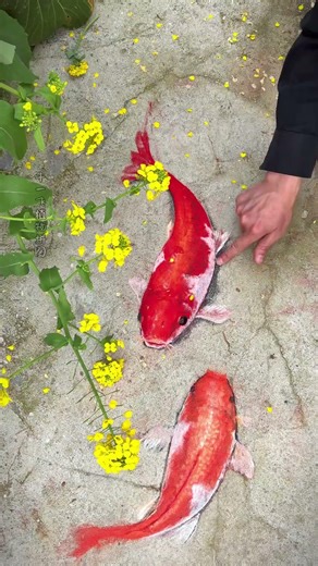 Spring's Whisper: A Dreamy Garden Where Flowers Lure Fish in Serene Beauty