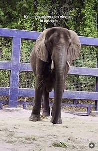 Ladies and gentlemen, say hello to…CORRA! 🐘 This beautiful baby African elephant was born at Disney's Animal Kingdom on December 13, 2023. She was born to Nadirah, who was born at DAK in 2005. 🥳 Corra weighed in at 218 pound at birth and is currently backstage bonding with mom before she joins the others onstage. 🌳 | Doctor Disney