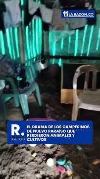 The drama of the farmers of Nuevo Paraíso who lost animals and crops
