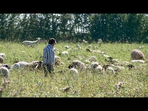 Starting Your Own Sheep Ranch