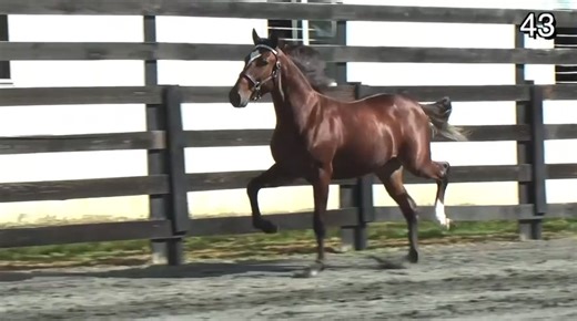 2.7K views · 52 reactions | Bailey Blue Chip has gotten a lot of attention on here and for good reason  He’s by the great Sweet Lou and has a full brother that’s been race timed in 1:48.1. His second dam produced Fortify, Can’t Stop Lou, and Knockout Round (all Sweet Lou’s), with marks of 1:47.3, 1:49.2, and 1:50.2 respectively. This cross is hard to beat! www.bluechipfarmsyearlings.com | BLUE CHIP FARMS, LLC | Facebook