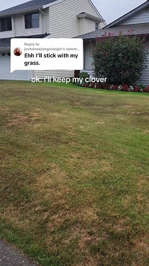 Replying to @juststevejangalangin I mean...I prefer the green, but you do you #lawncare #cloverlawn #clover #mothernature