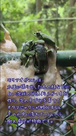 【広島県緑化センター】モリアオガエルの産卵 #モリアオガエル