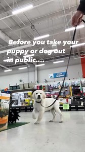 244K views · 668 reactions | ➡️Puppies and dogs see things very...