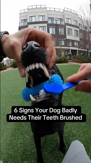Read Description 6 Signs Your Dog Badly Needs Their Teeth Brushed #petcare #dogshorts #dogs #dog