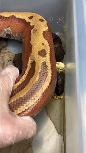 Blood Python POOP