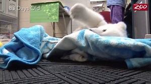 Timelapse shows a polar bear growing up | The Independent