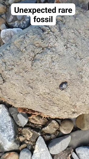A probable Cretaceous sword fish, I thought I was prepping a much more common plesiosaur rib! #dinosaur #fish #fossil | Mamlambo Fossils