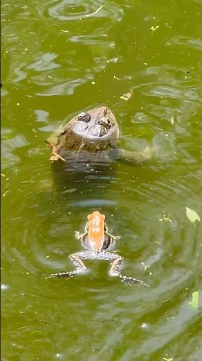 Surprising Frog Fight! 🐸 Fungoid Frog jumps on Bullfrog! #Shorts