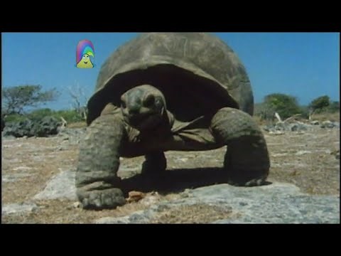 Our Planet - Opposites and Animals Feeding Young (2006)