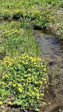 奥飛騨 池ヶ原湿原 #水芭蕉 #リュウキンカ