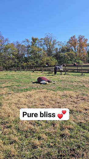 1K views · 31 reactions | When that sun  feels too good. We can definitely take a few relaxation tips from Stella #fyp #relaxation #turnout | İley Fedai | Facebook