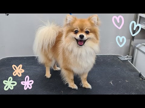 WHAT A LOVELY POMERANIAN !!! 🐶❤️DOG GROOMING TRANSFORMATION