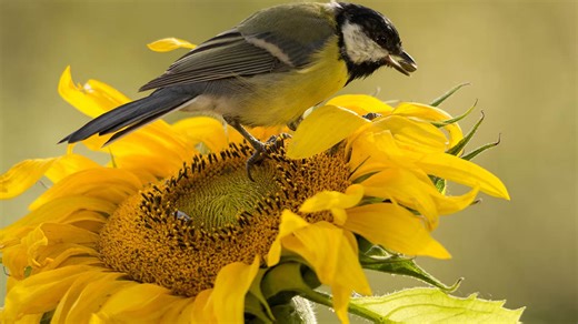 10 flowers and plants that provide food for local birds
