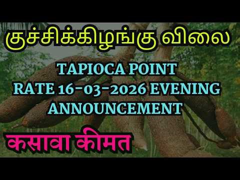 தினசரி குச்சிக்கிழங்கு விலை | Know The Daily Tapioca Rate Announced For Next Day Buying | #tapioca