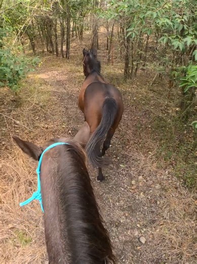 Firefly had her second trail ride ever. She did well! She spooked at the first deer we saw, but then was good when the fawn jumped up about 8 feet away later on. She jumped the small creek the first time, but then walked across the second time. She was good with Stanley following right behind her. She did well loading and was happy to lead most of the time. I think we rode about 6 miles. She had @Cavallo Hoof Boots on her front hooves.