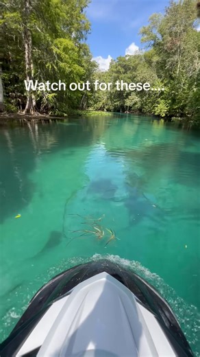 These are things you should watch for at the springs! #crystalclear #springs #floridasprings #waverunner #tips | All good247