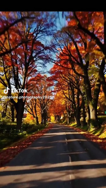 Cozy Autumn Vibes: Cinematic Fall Road Walk