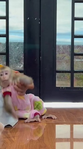 Funny Monkey Fights Over Food Caught on Camera