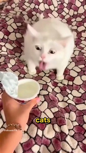 Why Cats Don’t Like Sweet Food