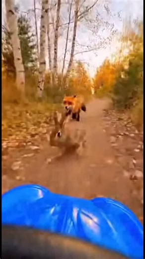 The meadow was quiet until the rabbit bolted. Its ears flicked back, body low to the ground, hind legs hammering the earth in frantic bursts. From the brush behind, a fox sprang, russet fur flashing, eyes locked on the small fleeing shape. The hunt was on. At first, the fox had all the advantage. Each stride was powerful, calculated, its long tail balancing every turn. The rabbit zigzagged wildly, veering left, darting right, trying to shake pursuit. But the fox adjusted smoothly, cutting corner