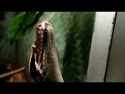 Up close with a blood python at Columbus Zoo