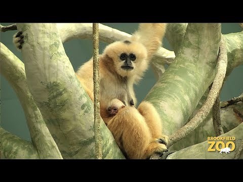 White-Cheeked Gibbon Born to Indah and Benny