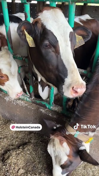 Exploring Holstein Cattle Variations on Our Farm