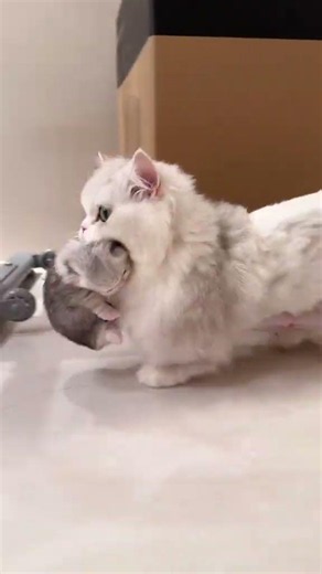 小猫叼着叼着就长大了 #猫咪的可爱瞬间 #小奶猫的点点滴滴 #谁带娃谁崩溃