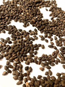 Improved Loblolly Pine Tree Seeds (PINUS TAEDA IMPROVED) - Etsy