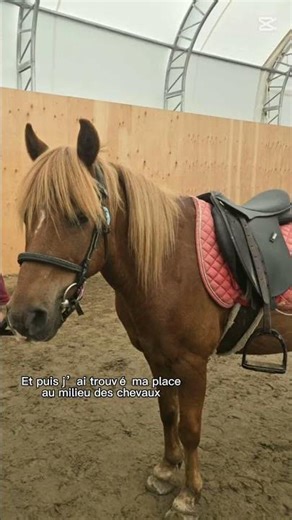 Et puis j ai trouver ma place au milieux des cheveaux🐎🤗❤🐎