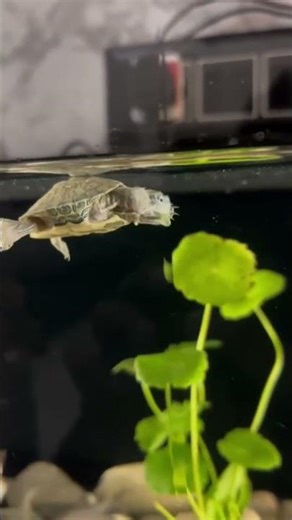 Ever wonder what turtles eat?#turtles #aqualife #turtlediet