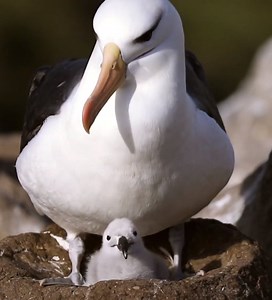 Rarely seen by those who do not venture out to sea, the mighty Albatross is a remarkable and rather romantic bird. And the Falkland Islands might be the best place in the world for you to see them.: https://fal.cn/35O64 | Silversea