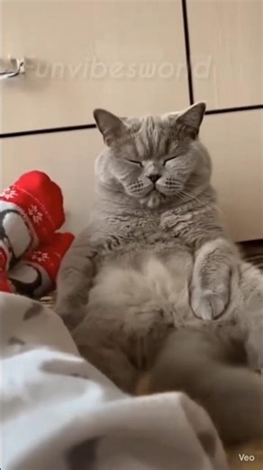 Cat Smells Sock and Faints 😂😹 | Funny Cat Reaction