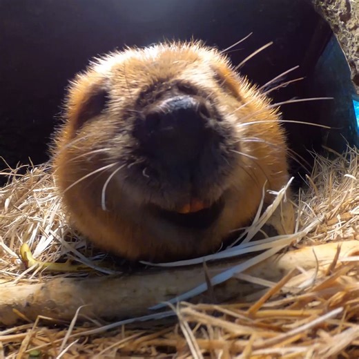 119K views · 7.9K reactions | Happy Beavday Filbert! 14 boops for 14 years with the Senior Branch Manager 嶺 | Oregon Zoo | Facebook