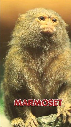 Marmoset Tiny Monkey 🐵 #marmoset #monkey
