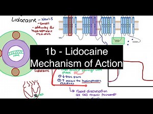 Lidocaine and Class 1B Antiarrhythmics: Mechanism of Action in the Ischemic Tissue