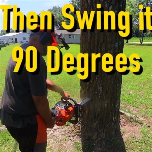 How to Plunge Cut #chainsaw #treefelling #logging #firewood #stihl