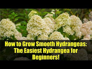 How to Grow Smooth Hydrangeas: The Easiest Hydrangea for Beginners!