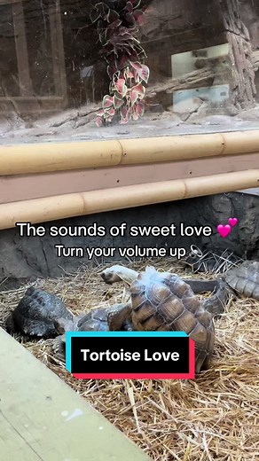 Male Tortoises Mating Sounds and Funny Moments