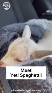 23K views · 463 reactions | Everyone, meet the inspiring Yeti...