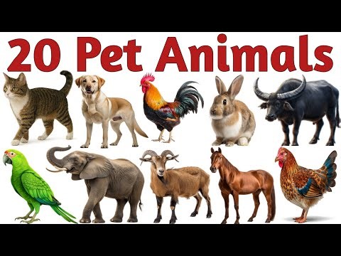 20 Pet Animals | पालतू जानवरों के नाम | Fam Animals Educational video | Animals Names