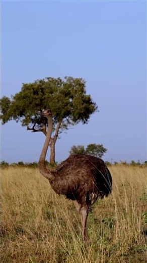 Watch Male Ostrich Desperately Try to Impress a Female!