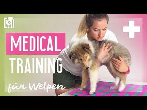 Medical Training - Visiting the vet without fear ▶ 3 basic exercises for puppies