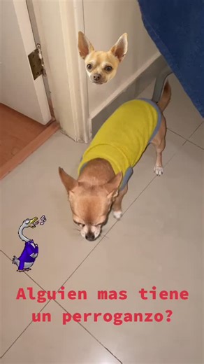 Asma en Perros: Cómo Identificar y Tratar a Tu Chihuahua