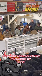 It was HOT in Torrington today! Especially with Lex Madden on the mic! CattleUSA was on fire! | Hot Barn Report