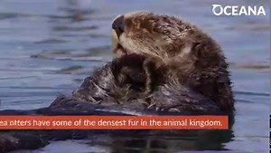 6.3K views · 392 reactions | Ever wonder how sea otters stay warm in chilly waters? It's all thanks to their incredible fur! 簾 Find more fun facts about these adorable otters: https://bit.ly/3jme8GL | Oceana | Facebook